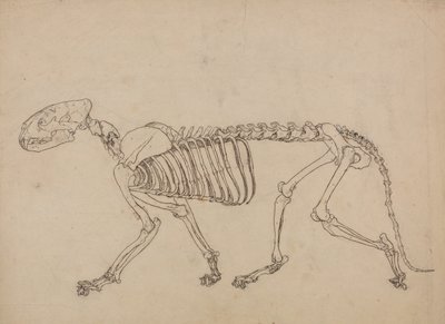 Vergleichende anatomische Darstellung der Struktur des menschlichen Körpers mit der eines Tigers und einer Kuh von George Stubbs